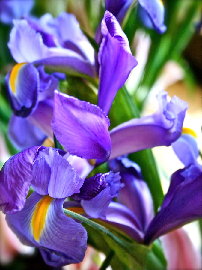 Glorious Iris Photograph by Ruth Edward Anderson - Fine Art America