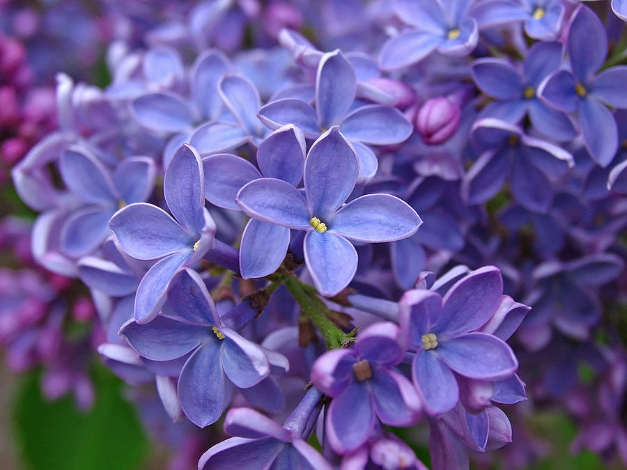 Flower Photograph - Glorious Lilac Bloom by Juergen Roth