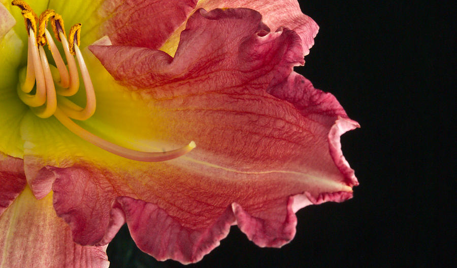 Lily Photograph - Glorious Lily by Douglas Barnett
