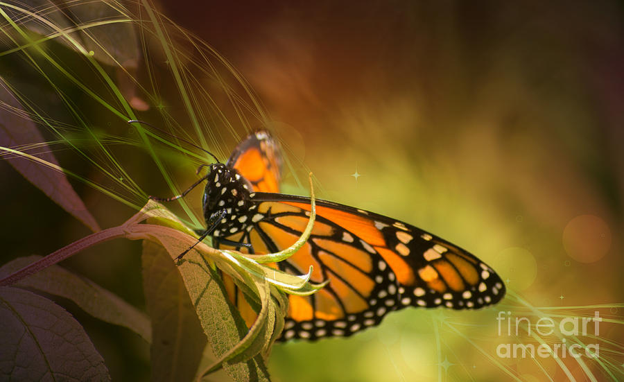 Butterfly Photograph - Glorious Monarch 2 by Rima Biswas