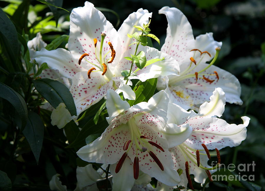 Glorious Morning Lilies Photograph by Christiane Schulze Art And Photography