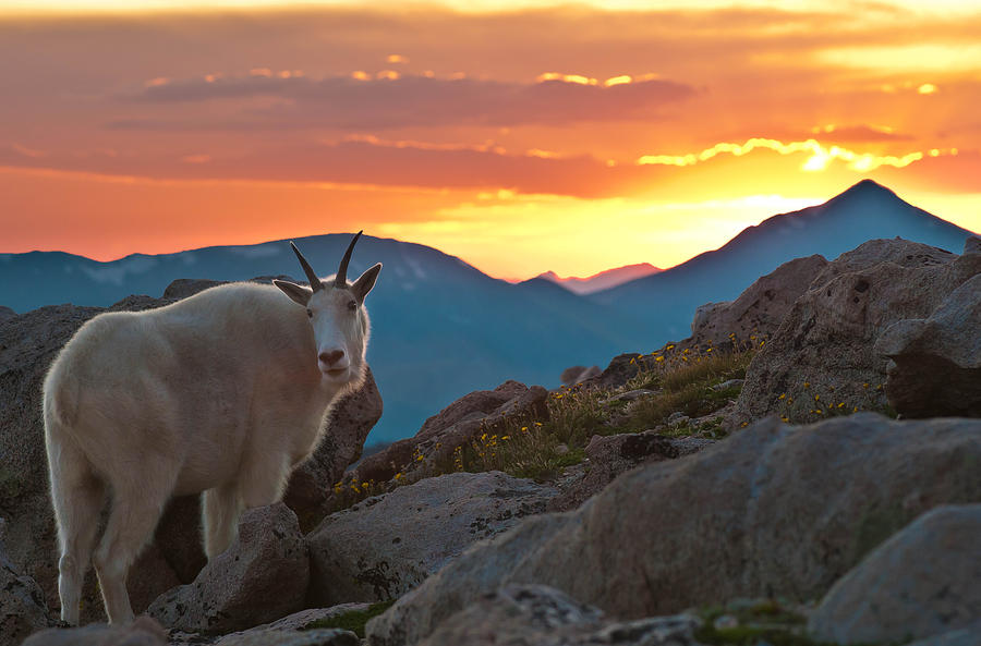 Mountain Photograph - Glorious Mountain Goat Sunset by Mike Berenson