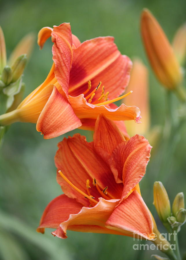 Lily Photograph - Glorious Orange Daylilies by Carol Groenen
