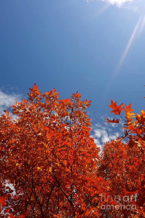 Tree Photograph - Glorious Orange by Jacqueline Athmann