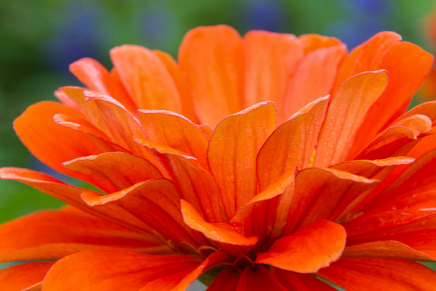Flower Photograph - Glorious Orange  by Lindley Johnson