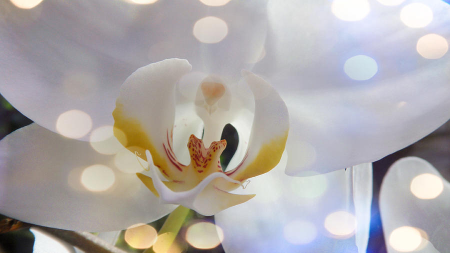 Glorious Orchid Digital Art by Xueyin Chen