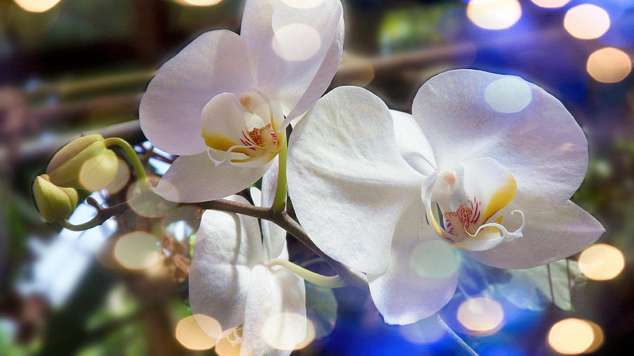 Glorious Orchids Digital Art by Xueyin Chen