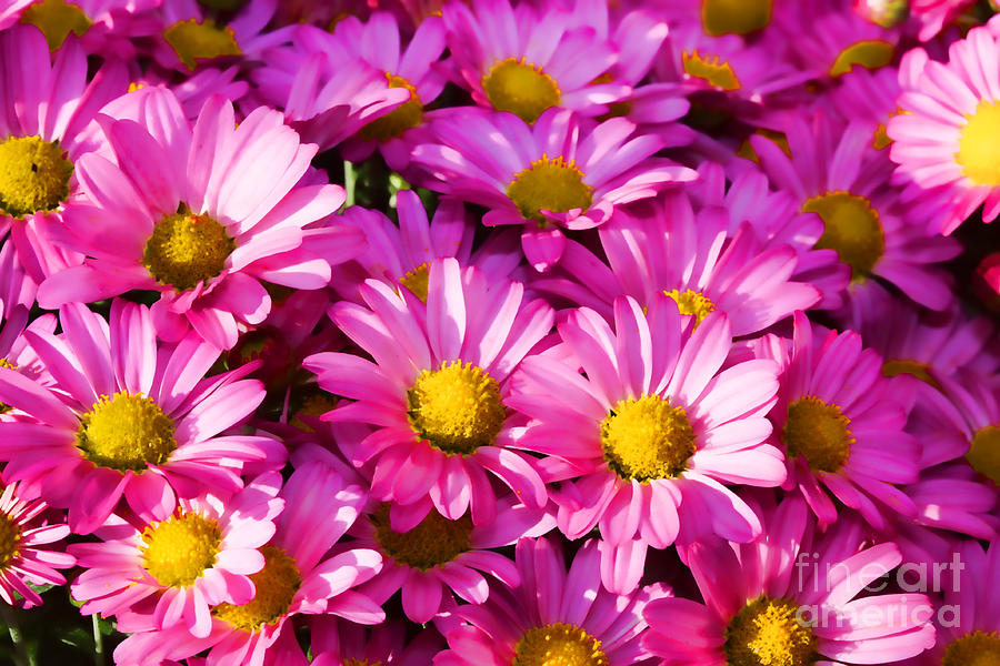 Flowers Still Life Photograph - Glorious Pink Mums by Audreen Gieger
