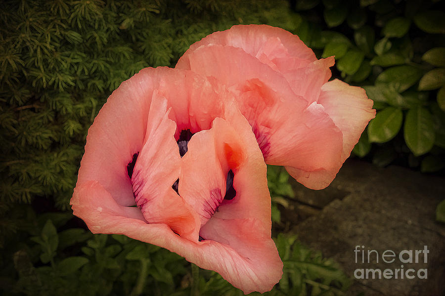 Glorious Pink Poppies Photograph by Maria Janicki
