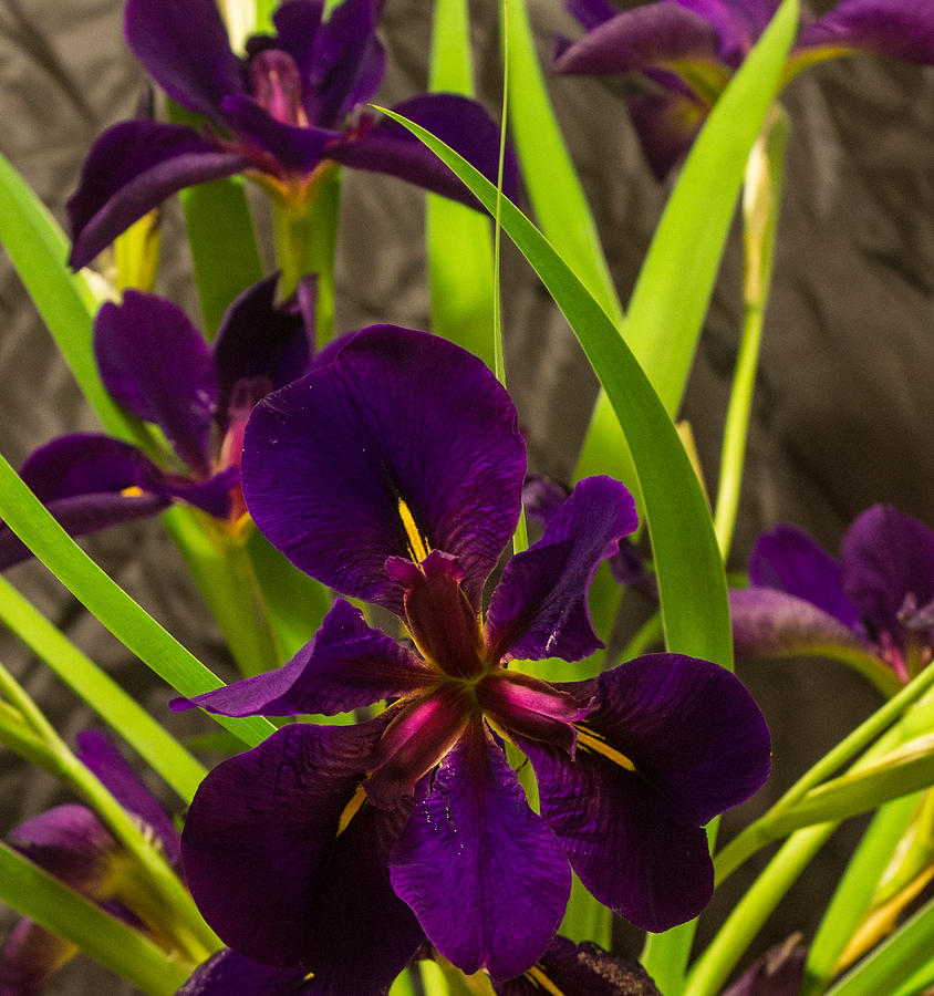 Glorious Purple Lily 1 Photograph