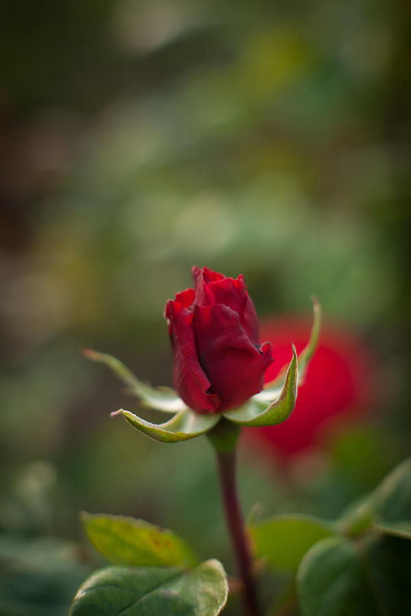 Glorious Red Rose Photograph