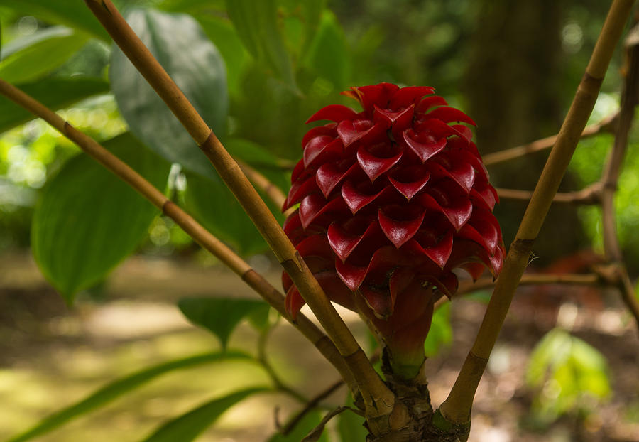 Glorious Red Wax Ginger - a Gift from Hawaii Photograph by Georgia Mizuleva
