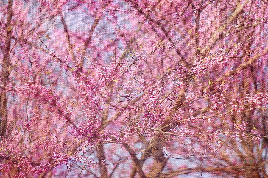 Glorious Spring Redbud Flowering Tree II Photograph by Suzanne Powers