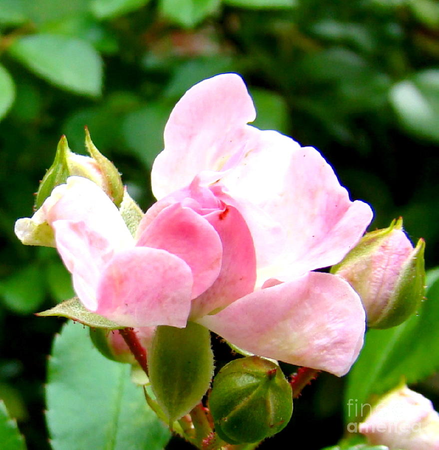 Glorious Rosebud Photograph by Leea Baltes