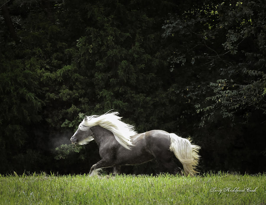 Glorious Silver Reign Photograph by Terry Kirkland Cook