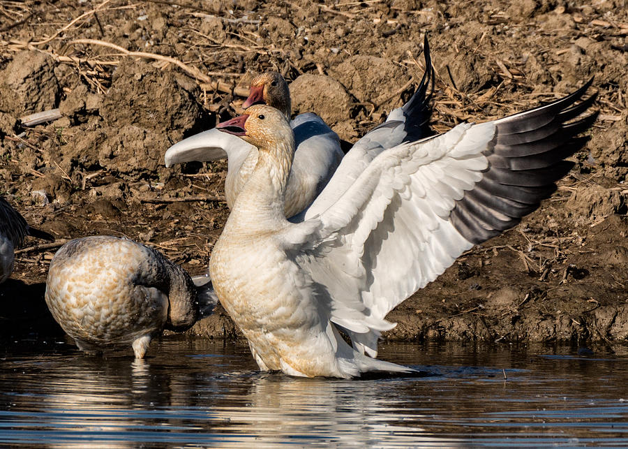 Nature Photograph - Glorious Snow Goose by Kathleen Bishop