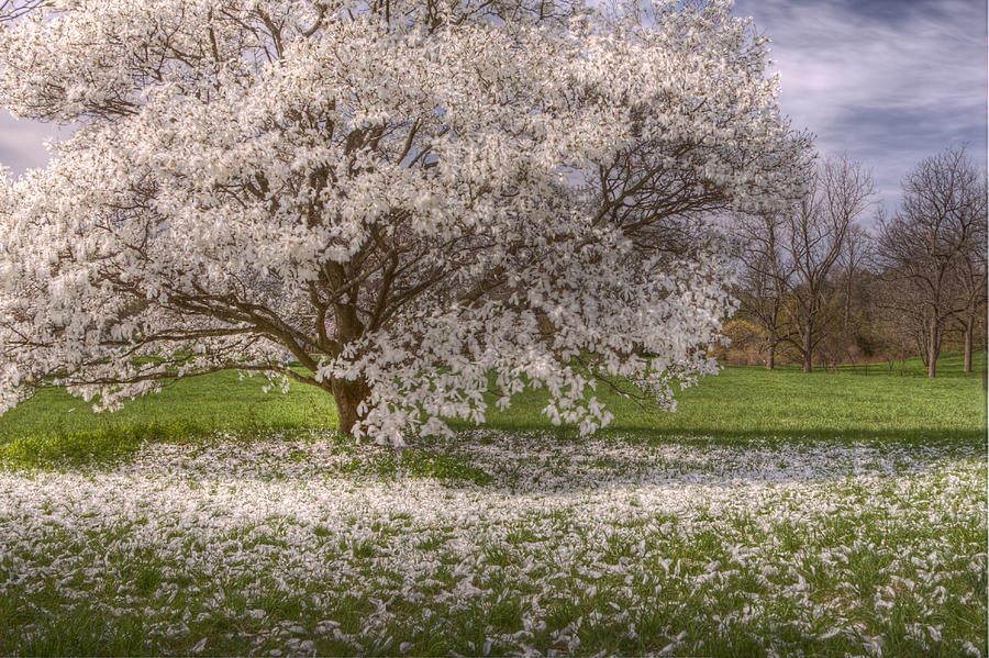 Glorious Spring Photograph by Lindley Johnson