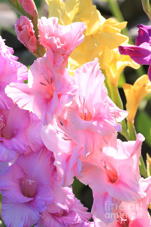 Flower Photograph - Glorious Summer Gladiolus by Carol Groenen