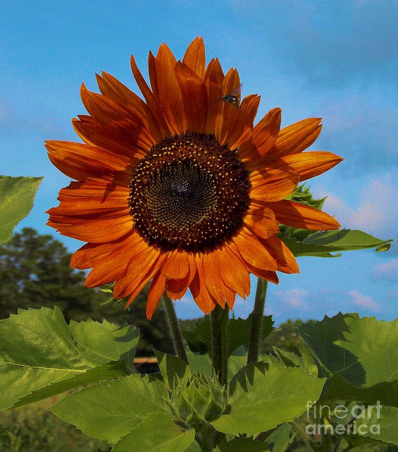 Glorious Sunflower Photograph by Annette Allman - Fine Art America