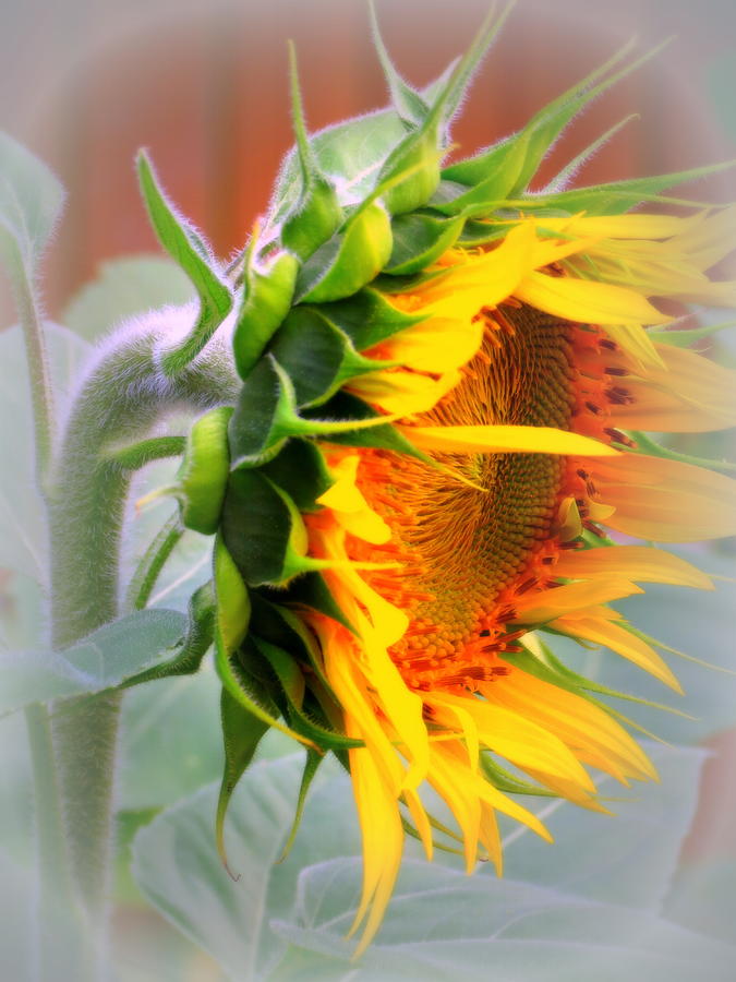 Sunflower Photograph - Glorious Sunflower by Kay Novy