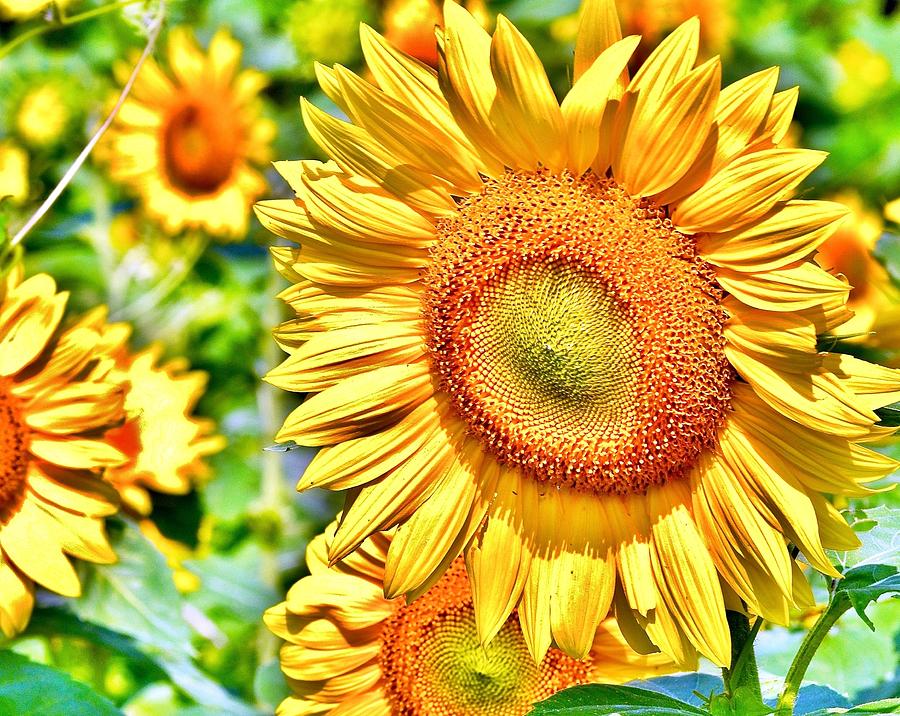 Glorious Sunflowers Photograph by Kim Bemis