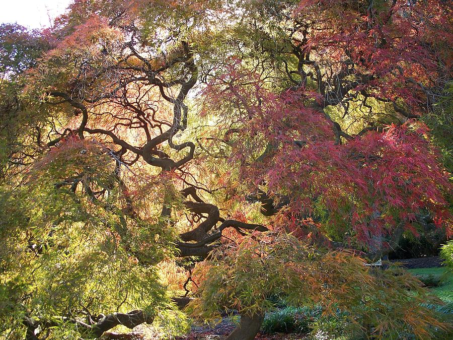 Nature Photograph - Glorious tree in the Arboretum by Rick Todaro