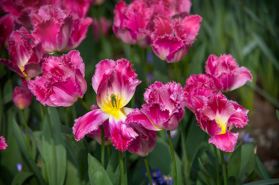 Glorious Tulips Display in Keukenhof Botanical Garden 2. Netherlands Photograph by Jenny Rainbow