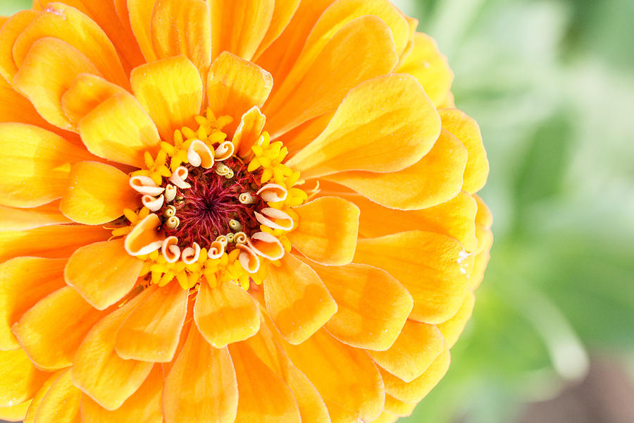 Glorious Yellow Zinnia Photograph by Jeanne May
