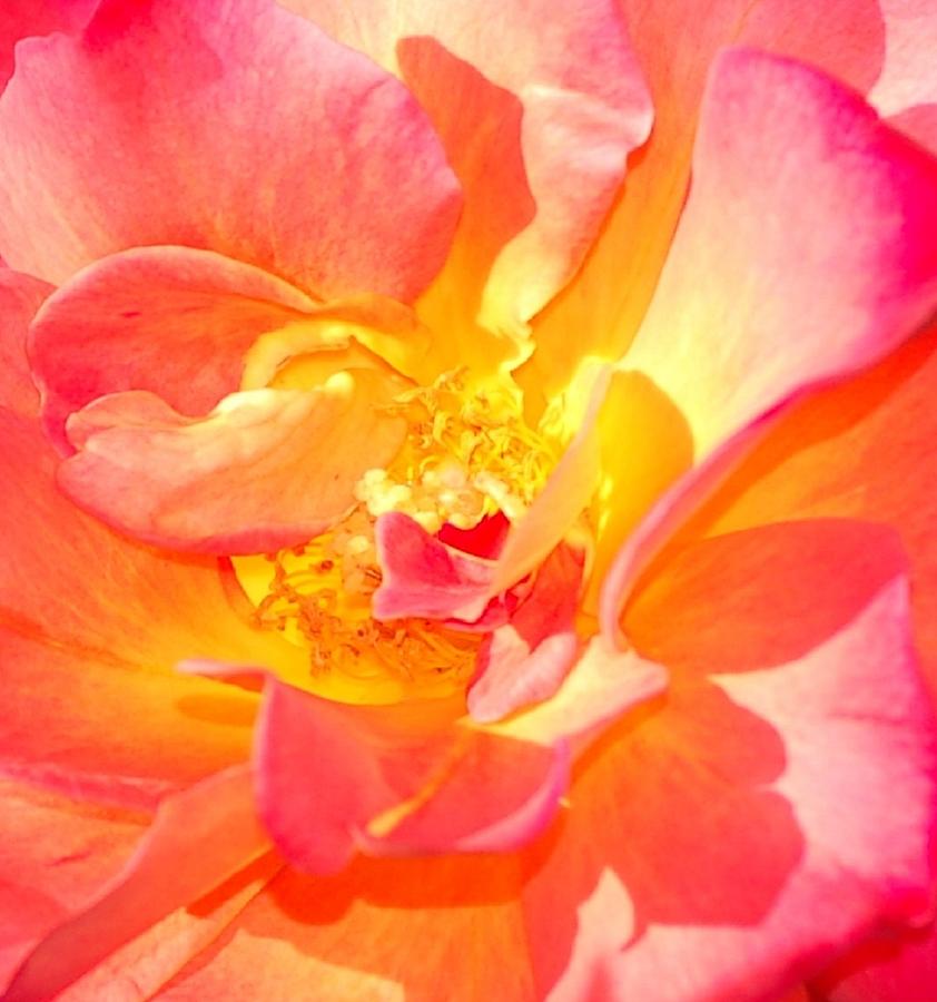 Glorius Rose Photograph by Linda Brody