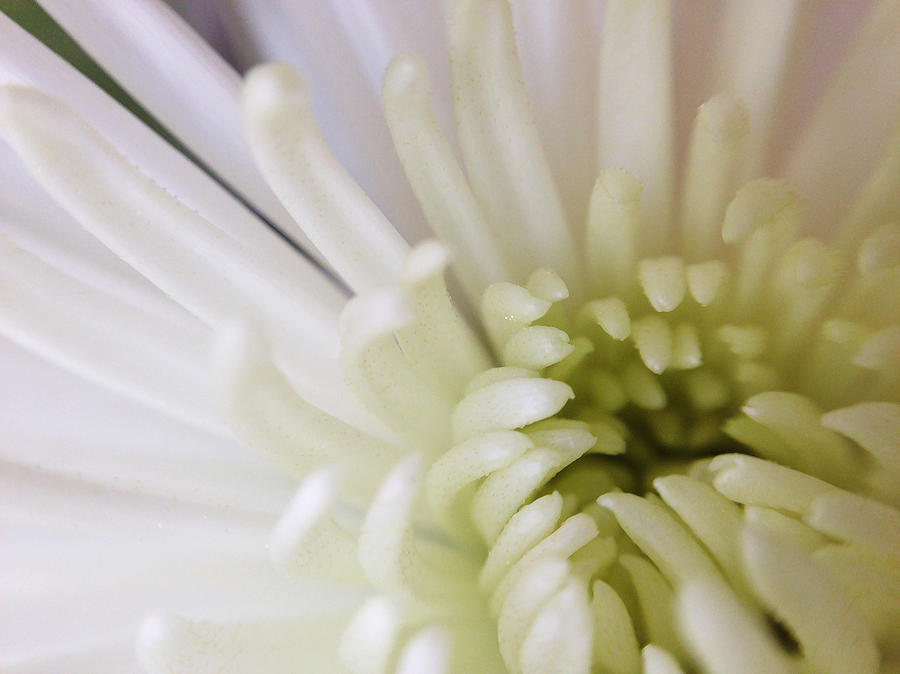 White Flower Photograph - Glory in White by Estefan Gargost