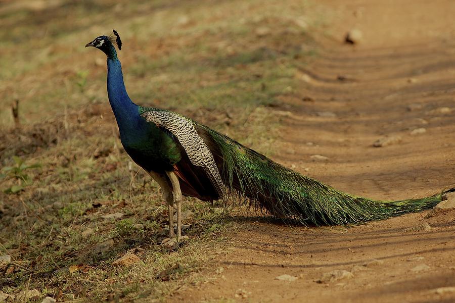 Glory of God - Peacock Photograph by Ramabhadran Thirupattur