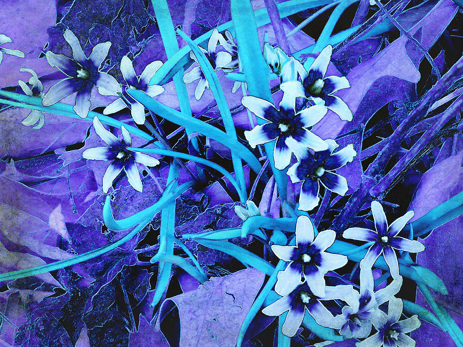 Glory of the Snow - Violet and Turquoise Photograph by Shawna Rowe