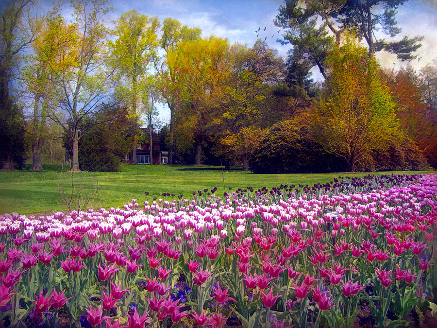Glory of Tulips Photograph by John Rivera