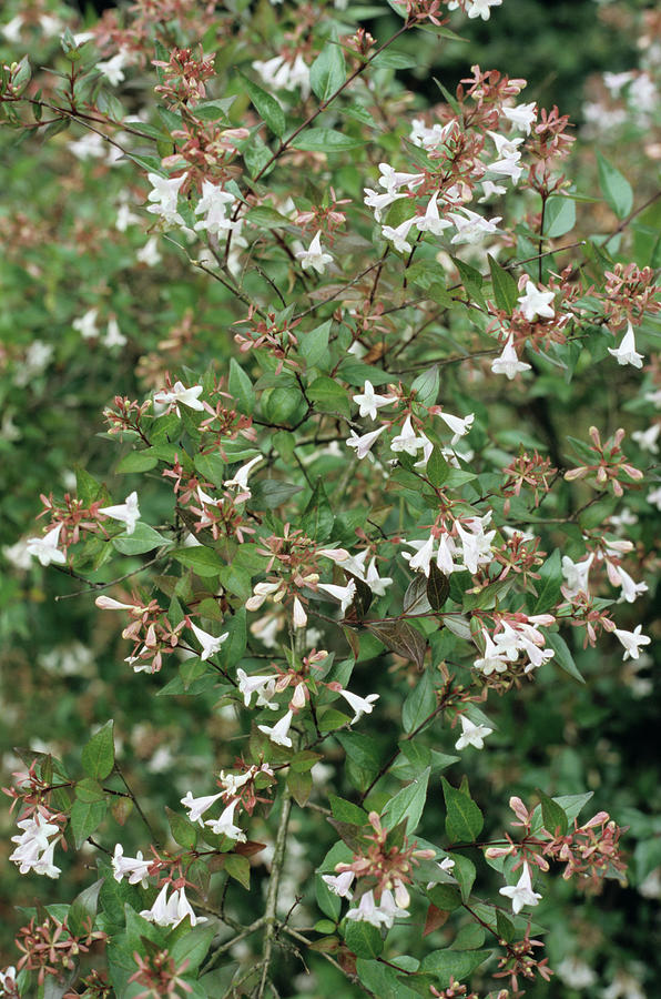 Nature Photograph - Glossy Abelia Flowers by Jim D Saul/science Photo Library