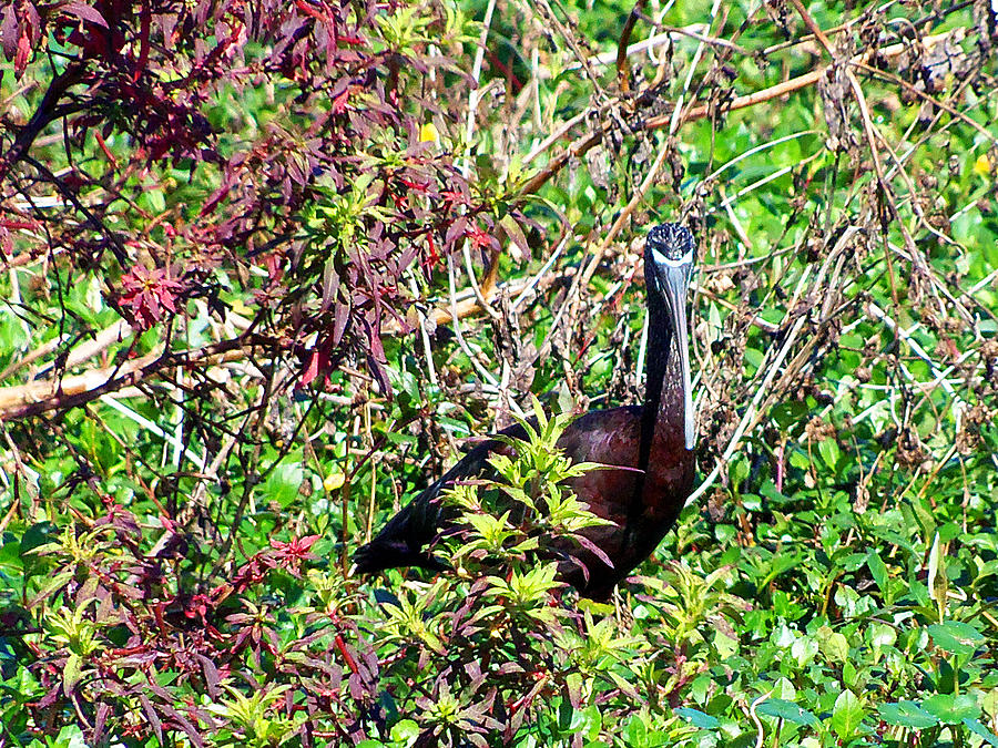 Glossy Ibis 000 Photograph by Christopher Mercer