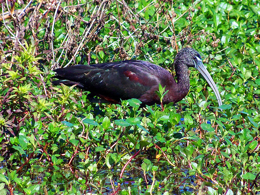 Glossy Ibis 001 Photograph by Christopher Mercer