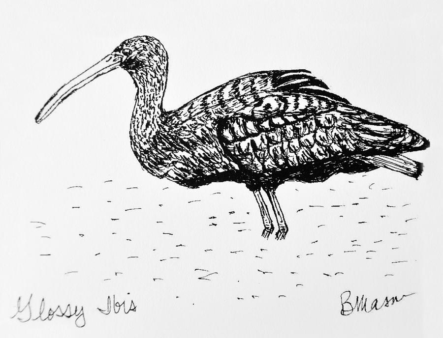 Glossy Ibis Drawing by Becky Mason Pixels