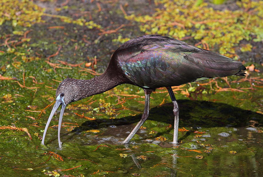 Glossy Ibis Photograph by Bruce J Robinson
