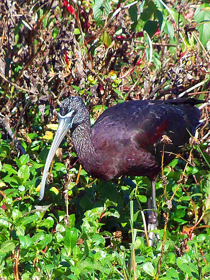 Glossy Ibis  Photograph by Christopher Mercer