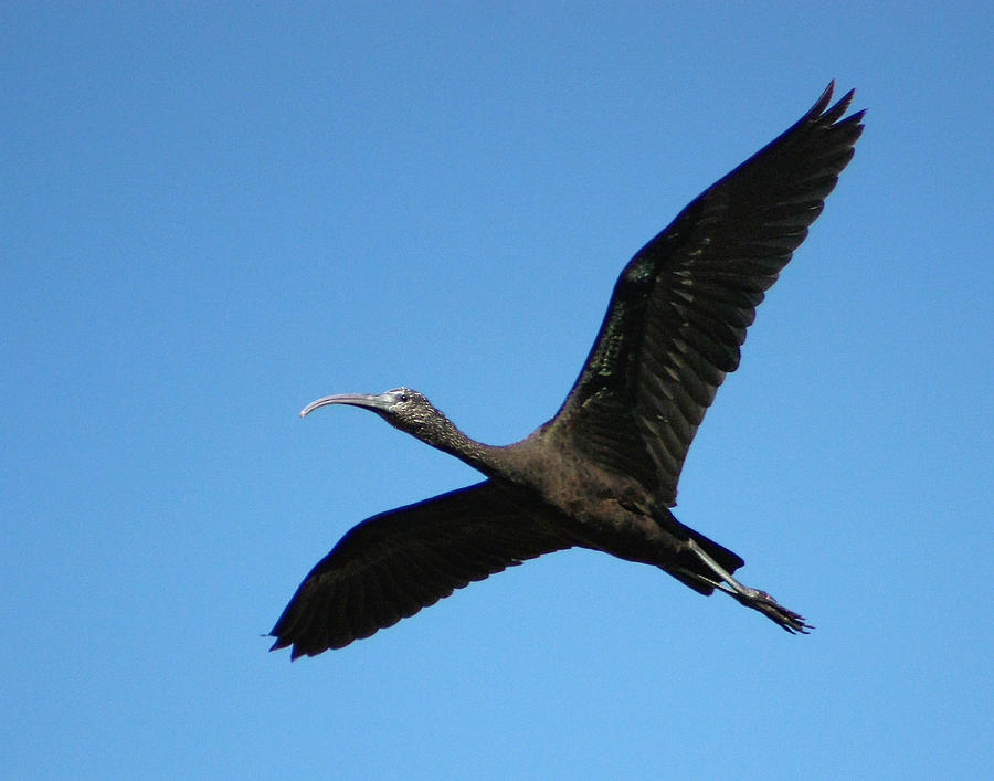 Glossy Ibis in Flight Photograph by Dawn Currie