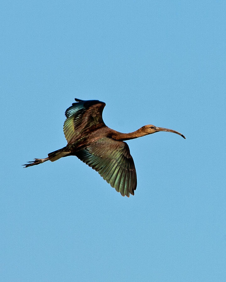 Glossy Ibis  in flight. Photograph by Paul Scoullar