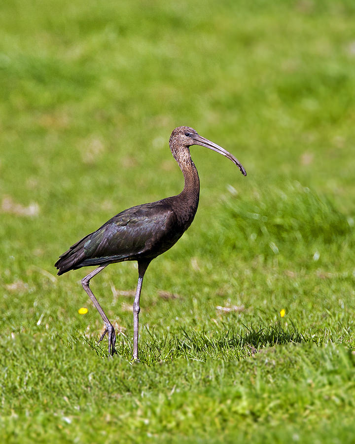 Glossy Ibis Photograph by Paul Scoullar