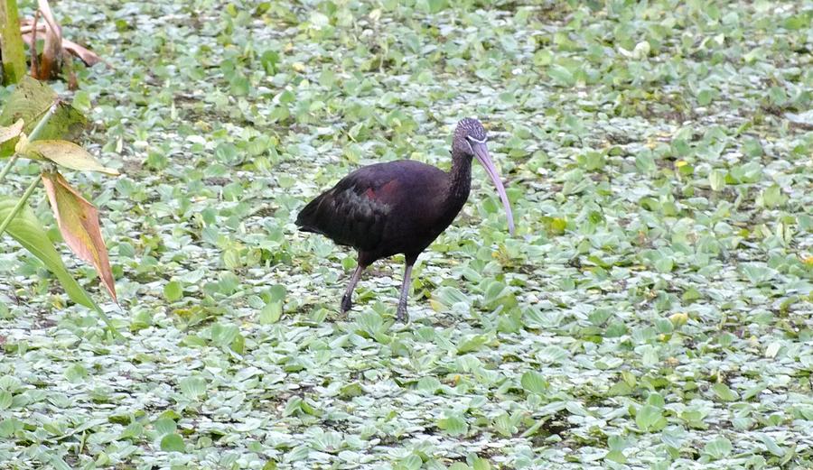 Glossy Ibis Photograph by Peggy King