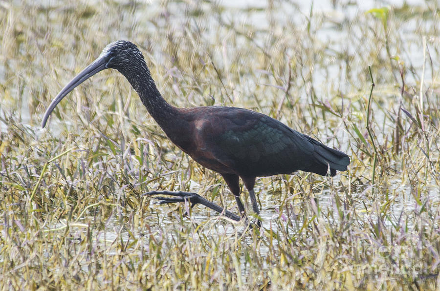 Glossy Ibis Photograph by Pravine Chester
