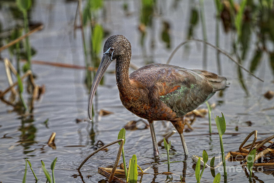 Glossy Ibis Photograph by Ronald Lutz