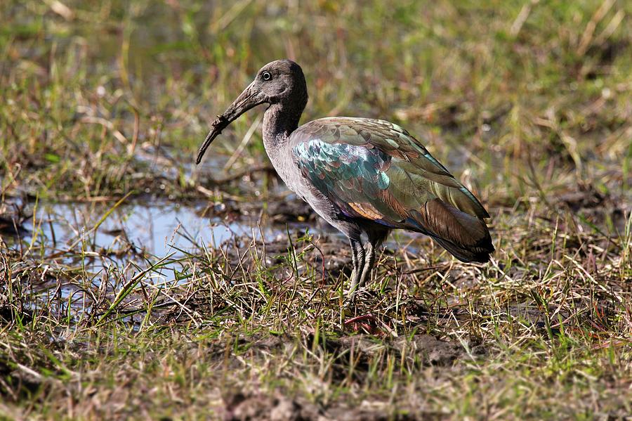 Glossy Ibis Photograph by Steve Allen/science Photo Library - Fine Art ...