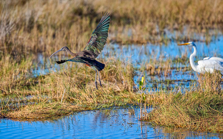 Glossy Ibis Takes Off Photograph by John M Bailey