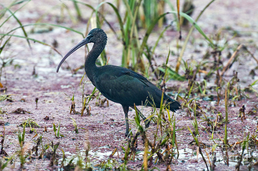 Glossy Ibis Photograph by William H. Mullins