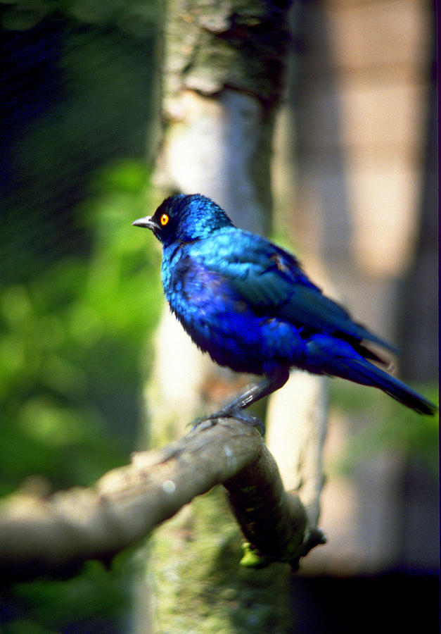 Glossy Starling Photograph by Gordon James