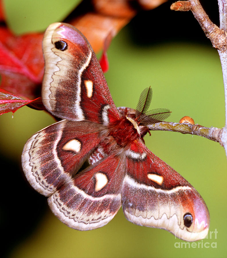 Insects Photograph - Glovers Silk Moth by Millard H Sharp
